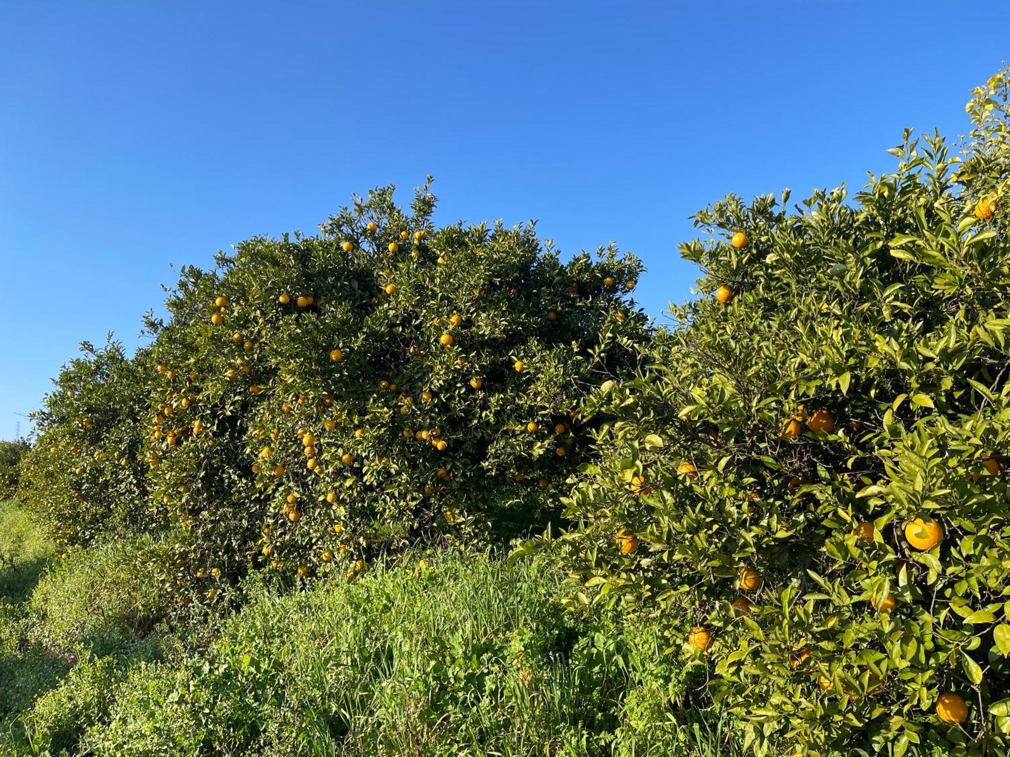 Orange Grove Residence ซิลเวส ภายนอก รูปภาพ