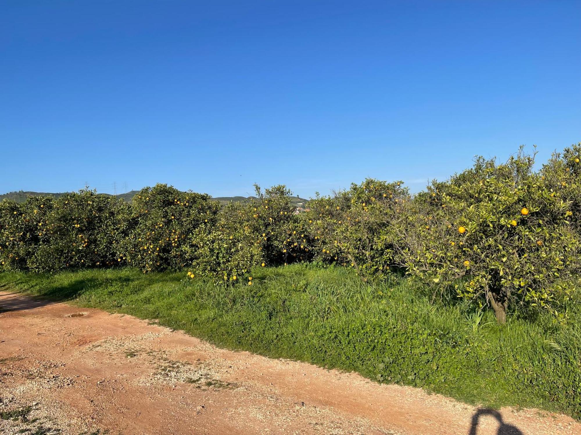 Orange Grove Residence ซิลเวส ภายนอก รูปภาพ