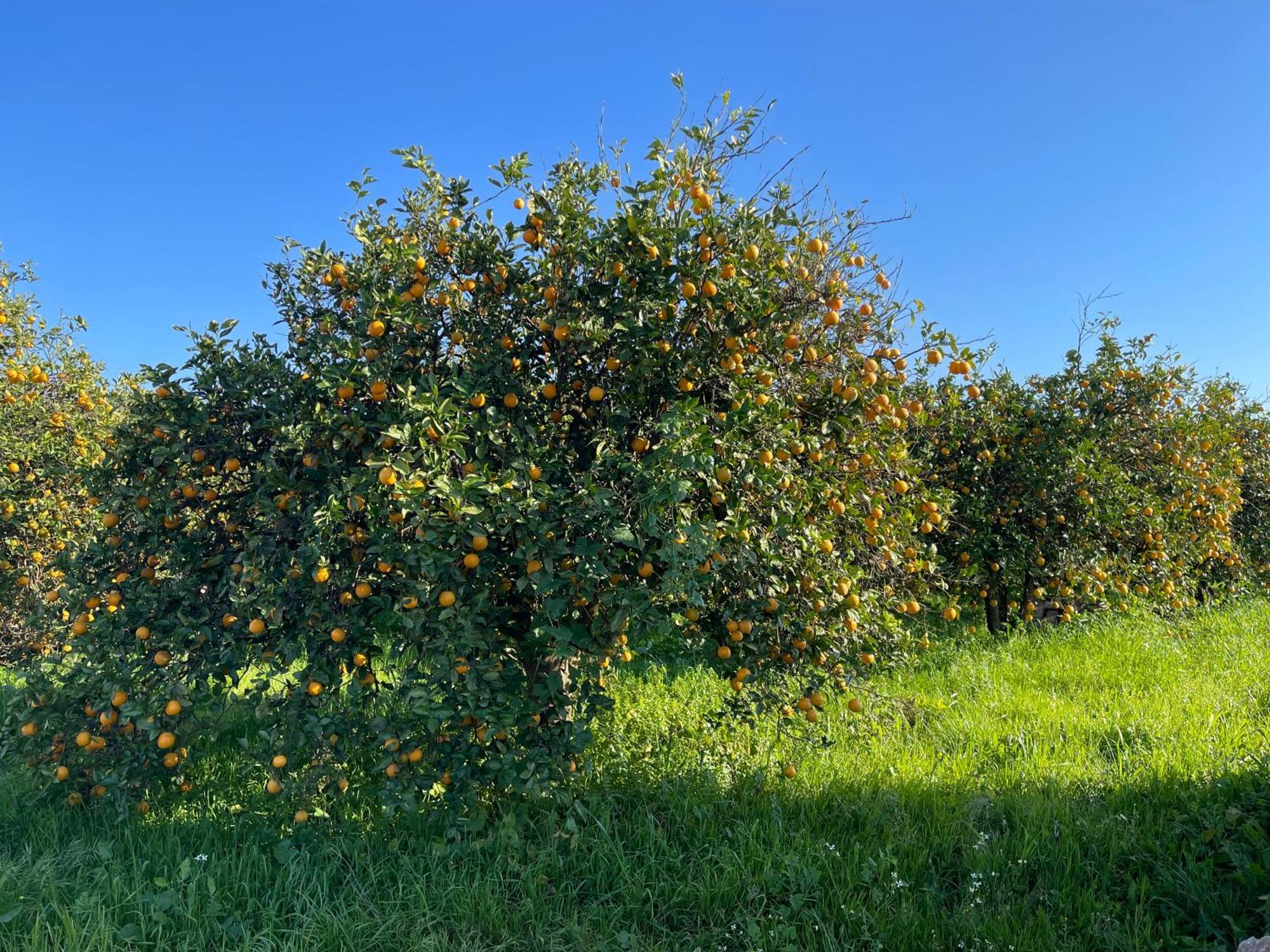Orange Grove Residence ซิลเวส ภายนอก รูปภาพ