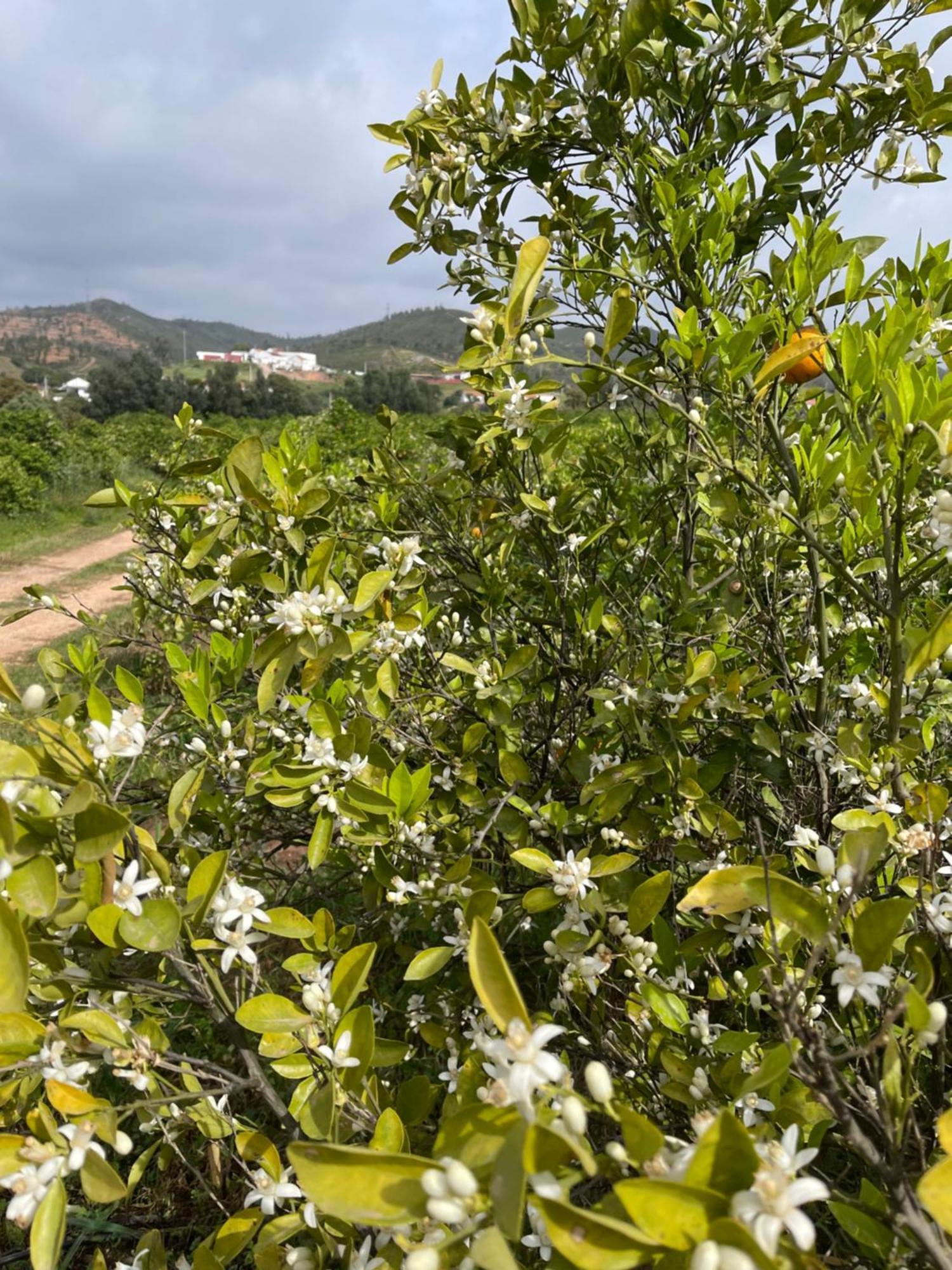 Orange Grove Residence ซิลเวส ภายนอก รูปภาพ