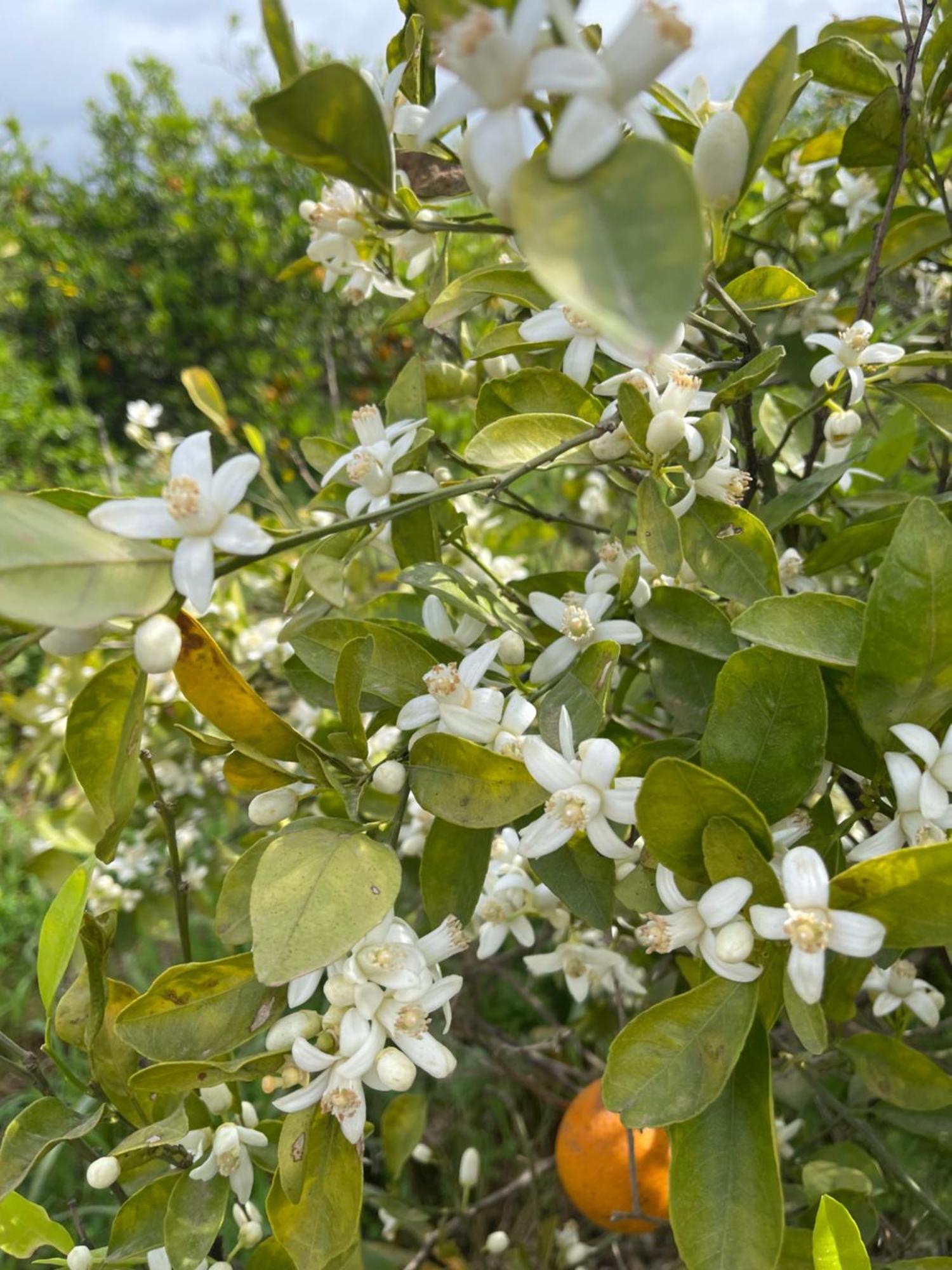 Orange Grove Residence ซิลเวส ภายนอก รูปภาพ