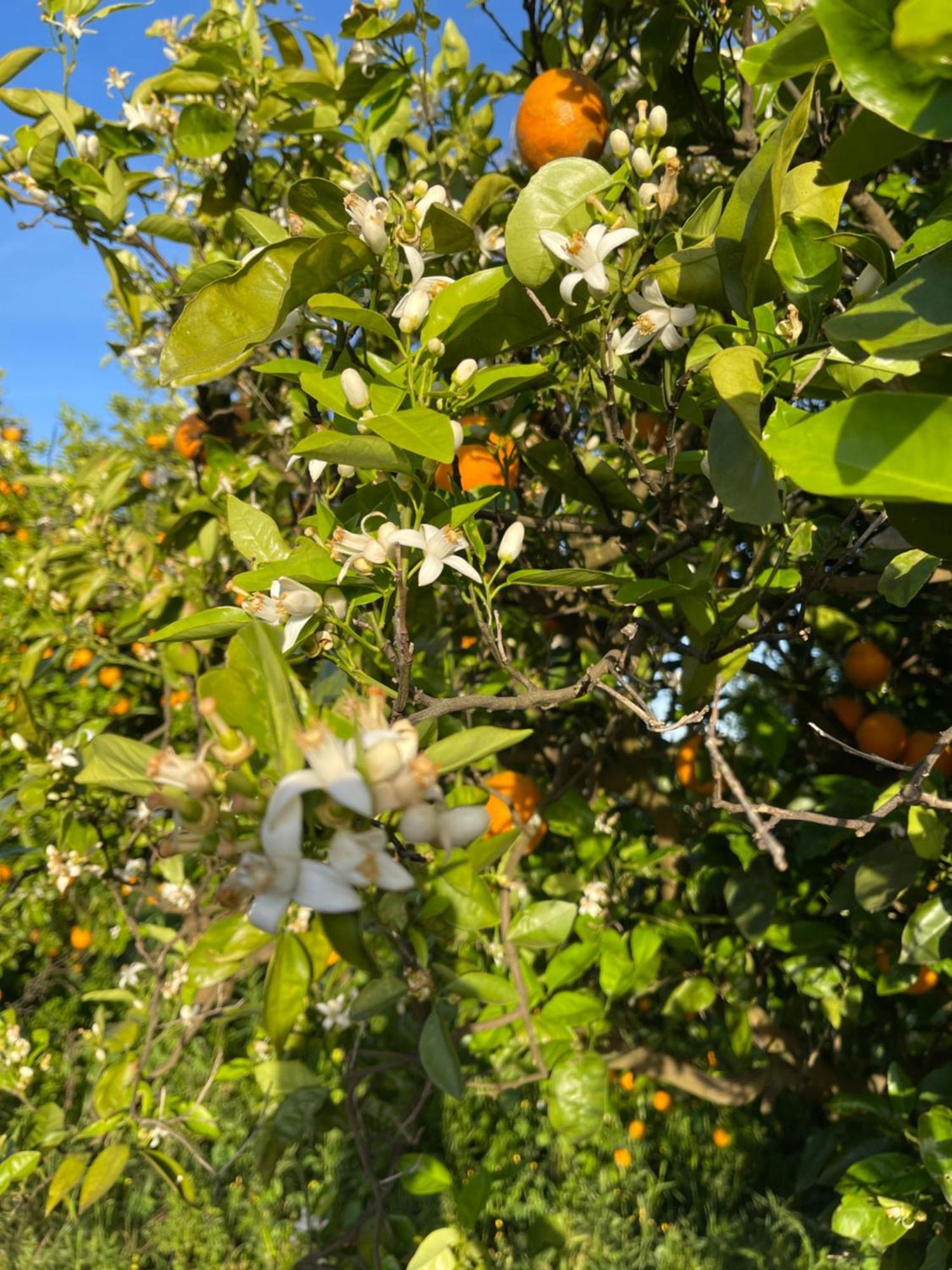 Orange Grove Residence ซิลเวส ภายนอก รูปภาพ