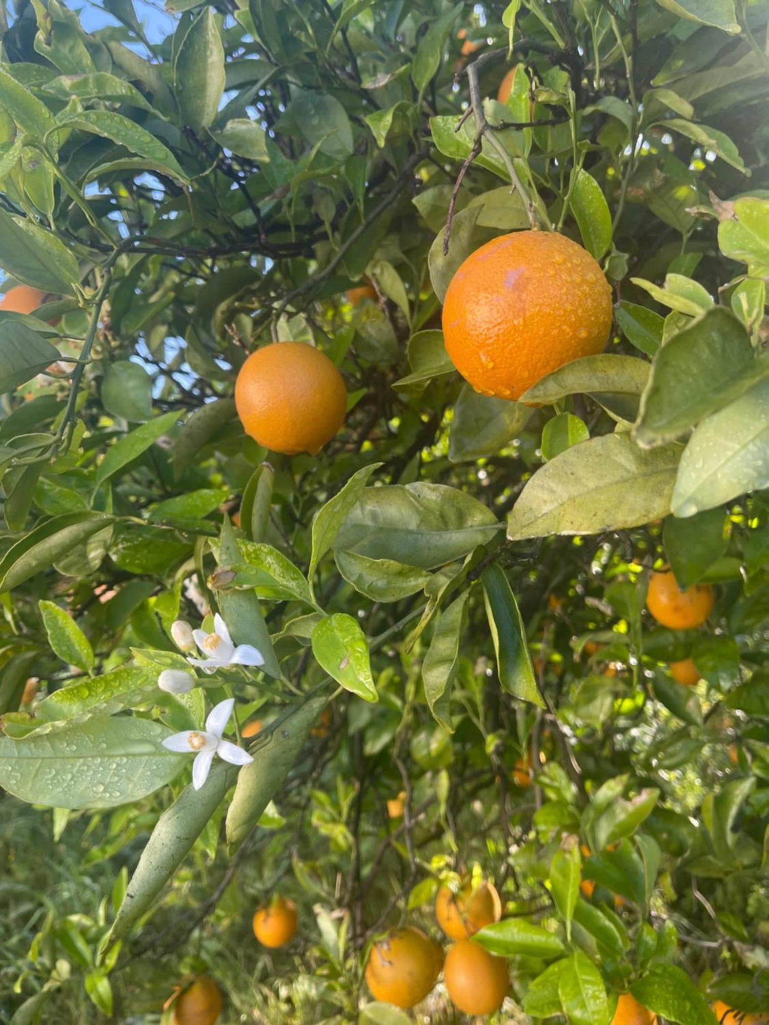 Orange Grove Residence ซิลเวส ภายนอก รูปภาพ